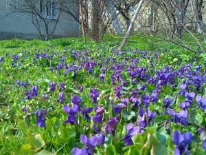 Весна в селі