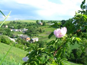 Воля